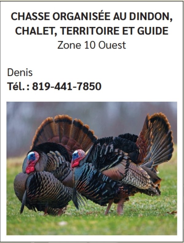 Chasse organisée au Dindon