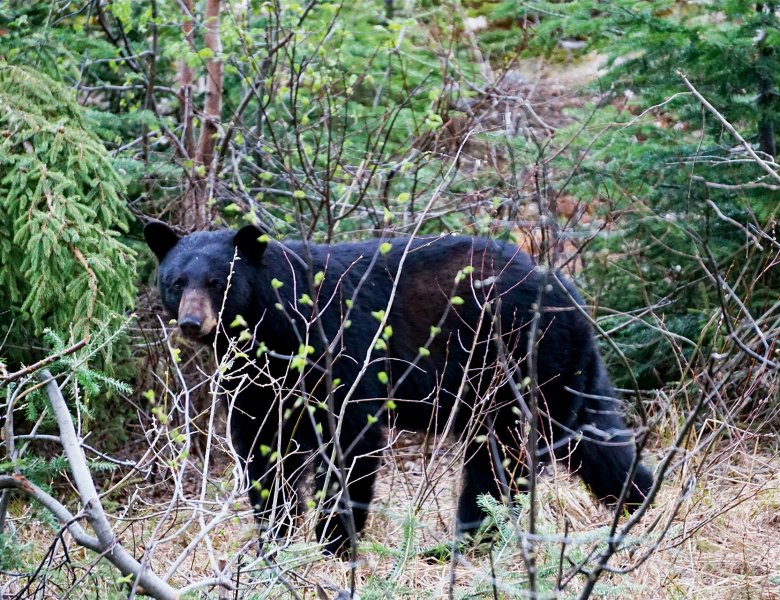 Un ours noir dans la forêt