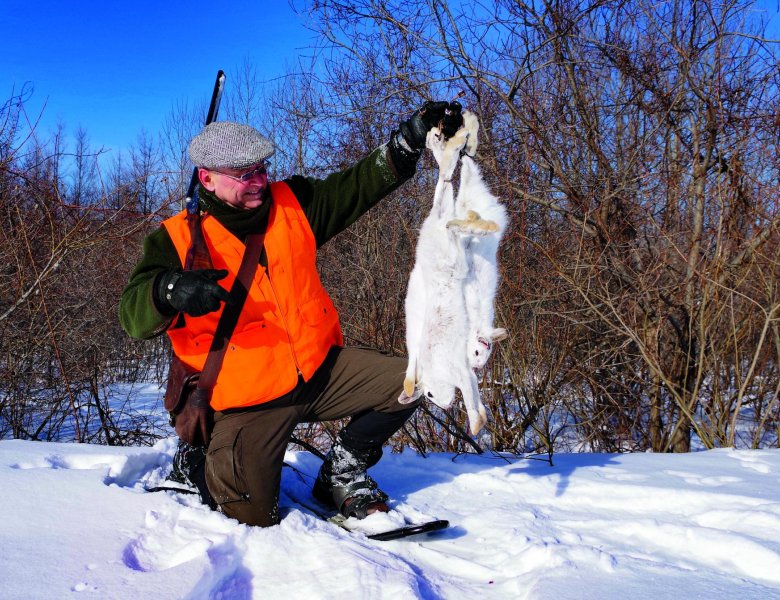 La chasse hivernale du lièvre