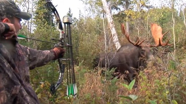 Chasse à l'arc, un gros buck à quelques mètres! par LA DIRECTION - Vidéos  sur la chasse - Magazine Sentier Chasse-Pêche
