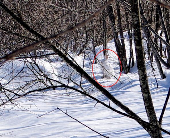 Photo chasse