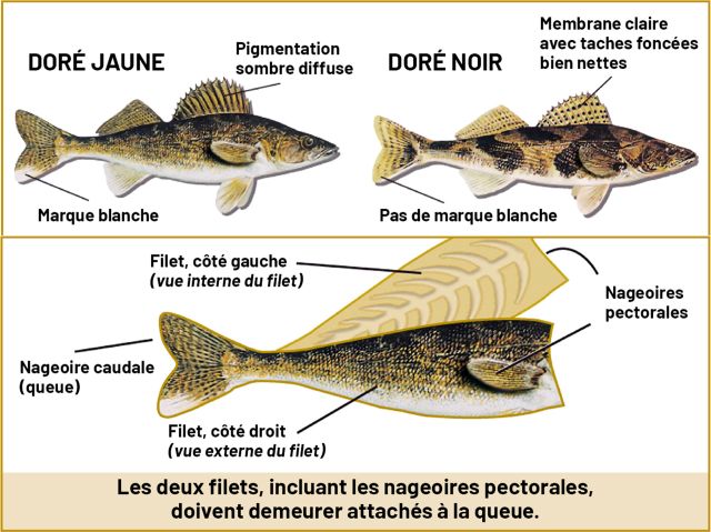 Photo pêche